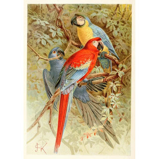 Anonymous - Macaws.webp