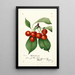 Reproduktion af maleriet Prunus avium Waterhouse - Anonym