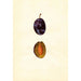 Prunus domestica Stanley - Anonym — visning af kunstværket