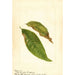 Prunus persica - Anonym — visning af kunstværket