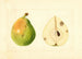 Pyrus communis - Anonym — visning af kunstværket