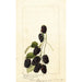 Rubus Americus - Anonym — indrammet kunstværk på væggen