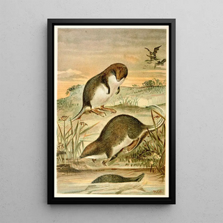 Anonymous - Webfooted Shrews.webp