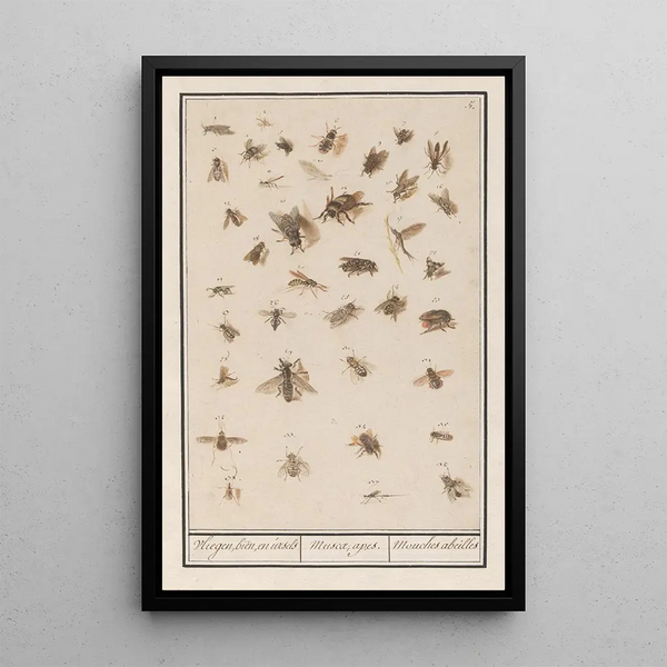 Anselmus Botius de Boodt - 38 gevleugelde insecten Blad met achtendertig gevleugelde insecten Vliegen bin en ursels Muscae apes Mouches abeilles.webp