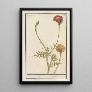 Anselmus Botius de Boodt - Afrikaantje Tagetes.webp