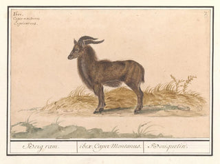 Alpebukke - Anselmus Botius de Boodt — visning af kunstværket