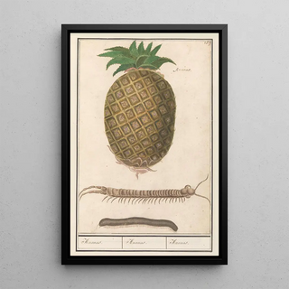 Anselmus Botius de Boodt - Ananas Ananas comosus Ananas Ananas Ananas.webp