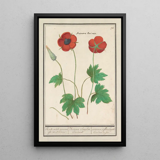 Anselmus Botius de Boodt - Anemoon Anemone Roode enkele anemonie ofte windbloeme Anemone Simplex Coccinea anemones fleur Simple Couleur de feu.webp