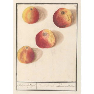 Anselmus Botius de Boodt - Appel Malus domestica Boheemschen Appel Poma Bohemica Pomme de Bohme.webp