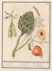 Artisjok Cynara scolymus tuinbonen Vicia faba et lampionplant Physalis - Anselmus Botius de Boodt — visning af kunstværket