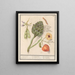 Artisjok Cynara scolymus tuinbonen Vicia faba et lampionplant Physalis - Anselmus Botius de Boodt — indrammet kunstværk på væggen