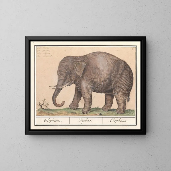 Elefant af Asien Elephas maximus - Anselmus Botius de Boodt — indrammet kunstværk på væggen