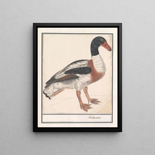 Anselmus Botius de Boodt - Bergeend Tadorna tadorna.webp