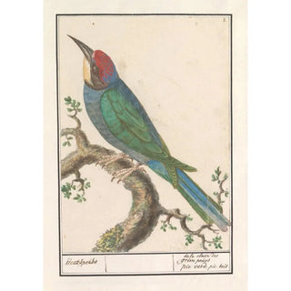 Anselmus Botius de Boodt - Bijeneter Merops apiaster.webp