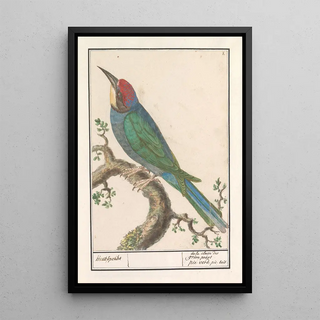 Anselmus Botius de Boodt - Bijeneter Merops apiaster.webp