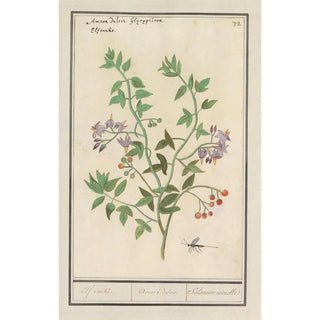 Anselmus Botius de Boodt - Bitterzoet Solanum dulcamara Elf ranke Amara dulcis Solanum niorelle.webp
