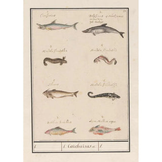 Anselmus Botius de Boodt - Blad met acht verschillende vissen 1 Carcharias.webp