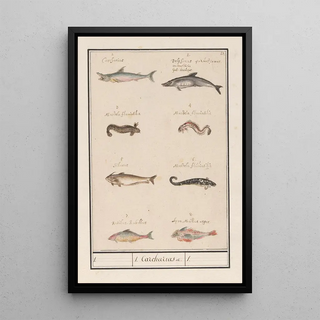 Anselmus Botius de Boodt - Blad met acht verschillende vissen 1 Carcharias.webp