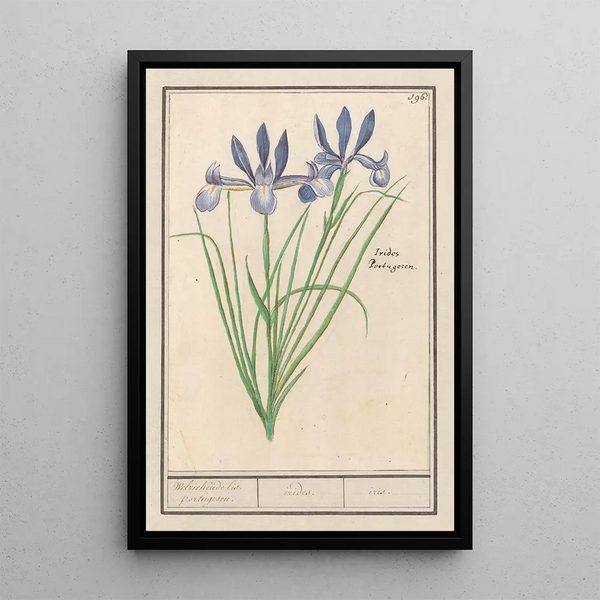 Anselmus Botius de Boodt - Blauwe lis Iris sibirica Welriekende lis portugesen irides iris.webp