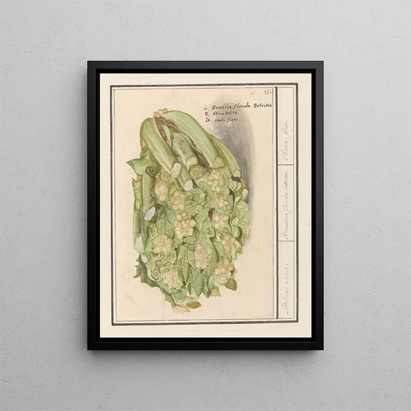 Bloemkool Brassica oleracea convar botrytis var Botrytis - Anselmus Botius de Boodt — indrammet kunstværk på væggen