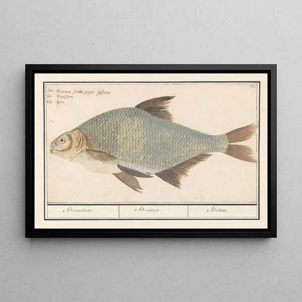 Anselmus Botius de Boodt - Brasem Abramis brama.webp