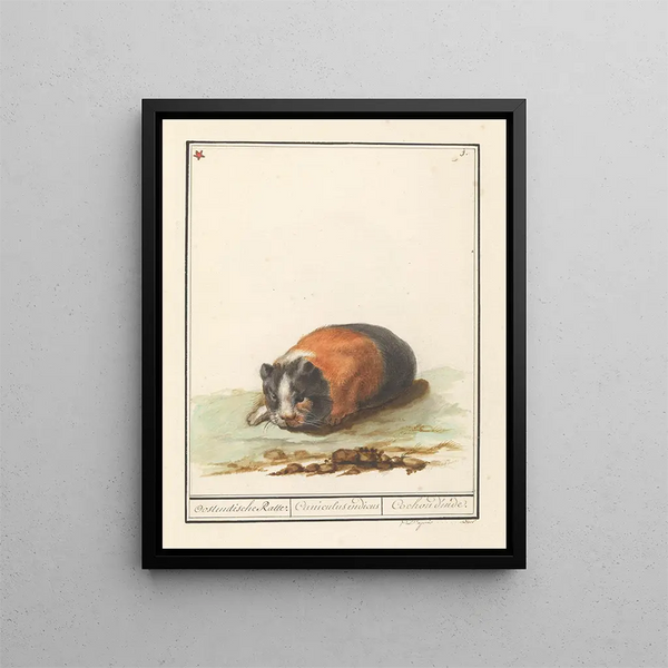 Cavia Cavia Oostindische Ratte Cuniculus indicus Cavia d'Inde - Anselmus Botius de Boodt — indrammet kunstværk på væggen
