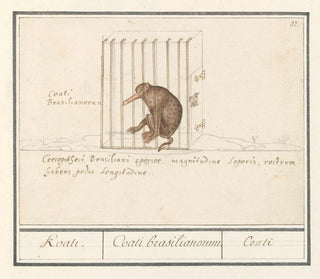 Anselmus Botius de Boodt - Coati Nasua Koati Coati brasilianorum Coati.webp