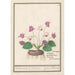 Reproduktion af maleriet Cyclamen Cyclamen svinebrød Cyclamen svinepelse - Anselmus Botius de Boodt