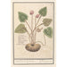 Cyclamen Cyclamen svinebrød Cyclamen svinepelse - Anselmus Botius de Boodt — visning af kunstværket