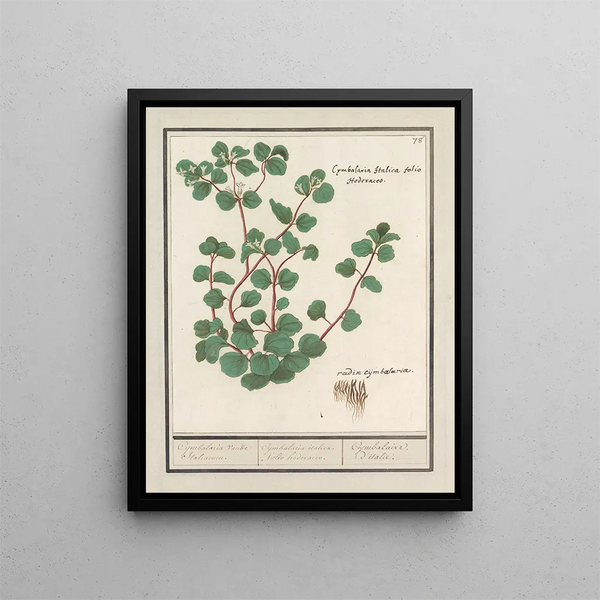 Cymbalaria Cymbalaria vande italienske Cijmbalaria italica blad hederaceo Cymbalaire d'Italie - Anselmus Botius de Boodt — indrammet kunstværk på væggen