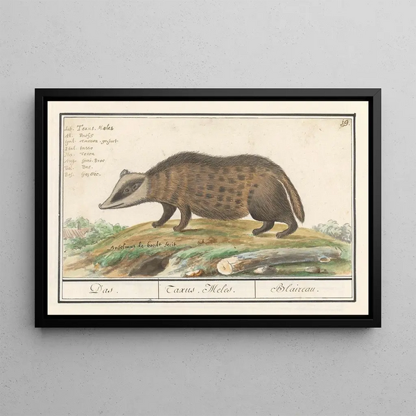 Anselmus Botius de Boodt - Das Meles meles Das Taxus Melus Blaireau.webp