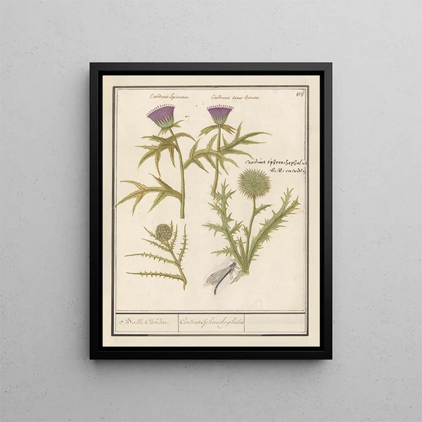 Distel Carduus og artiskok Cynara cardunculus Bolle Caerden Cardius Spherochephalus - Anselmus Botius de Boodt — indrammet kunstværk på væggen