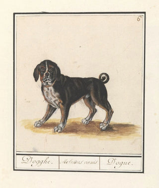Anselmus Botius de Boodt - Dog Canis lupus familiaris Dogghe Molossus canis Dogue.webp