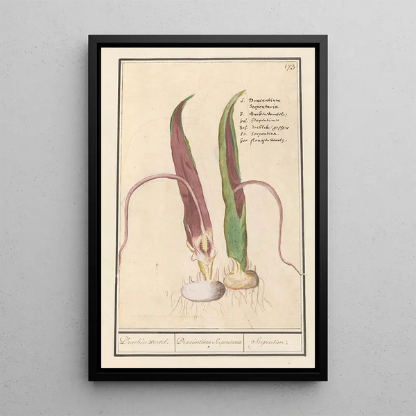 Anselmus Botius de Boodt - Drakenwortel Dracunculus vulgaris Draecken wortel Dracuntium Serpentaria Serpentine.webp