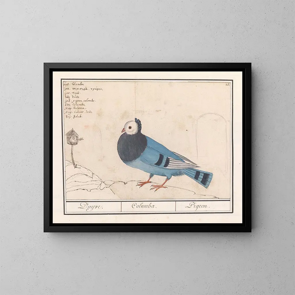 Colombe des pigeons - Anselmus Botius de Boodt — indrammet kunstværk på væggen