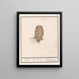 Anselmus Botius de Boodt - Dwerguil Glaucidium passerinum uijlken ulula chevche ou petite chouette.webp