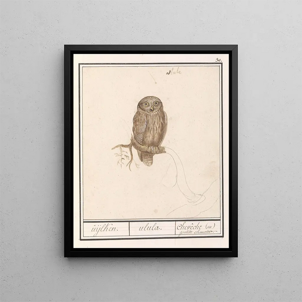 Dwerguil Glaucidium passerinum uijlken ulula chevche ou lille ugle - Anselmus Botius de Boodt — indrammet kunstværk på væggen