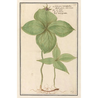 Anselmus Botius de Boodt - Eenbes Paris quadrifolia Wolfs Besie Solanum tetraphijllon herba paris uva versa Raisin de renard.webp