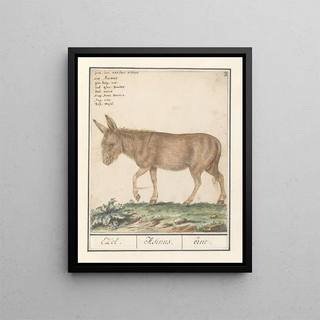 Anselmus Botius de Boodt - Ezel Equus africanus asinus Ezel Asinus ne.webp