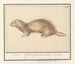 Furet - Anselmus Botius de Boodt — visning af kunstværket