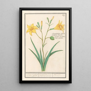 Anselmus Botius de Boodt - Gele lelie Lilium.webp