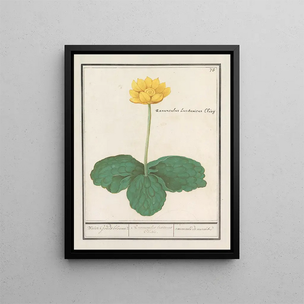 Nuphar lutea gule, tyk vandfugle, blomster af guld, Ranunculus lusitanus, Clusii, sumpe-ranunkel - Anselmus Botius de Boodt — indrammet kunstværk på væggen
