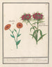 Souci Calendula og poetisk nellike Dianthus barbatus 1 gyldne blomster 2 blomster af houppeel - Anselmus Botius de Boodt — visning af kunstværket