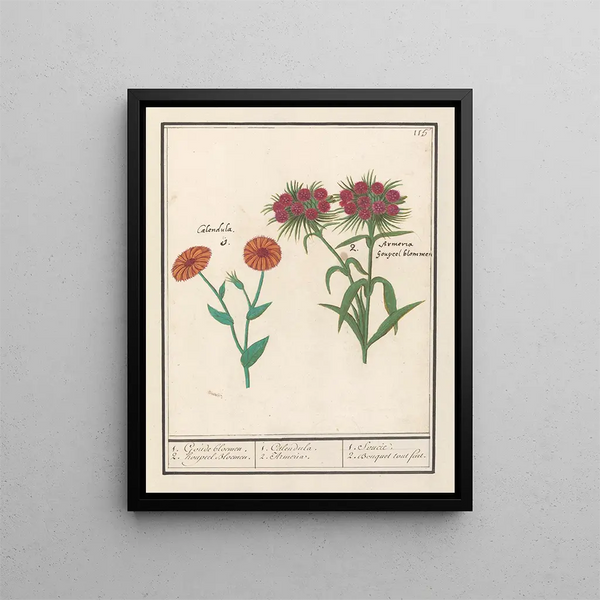 Souci Calendula og poetisk nellike Dianthus barbatus 1 gyldne blomster 2 blomster af houppeel - Anselmus Botius de Boodt — indrammet kunstværk på væggen