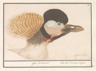 Anselmus Botius de Boodt - Grijze kroonkraan Balearica regulorum.webp