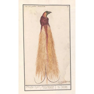Anselmus Botius de Boodt - Grote paradijsvogel Paradisaea apoda.webp