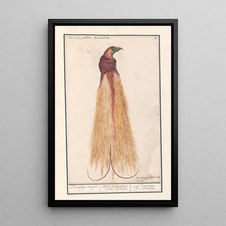 Anselmus Botius de Boodt - Grote paradijsvogel Paradisaea apoda.webp