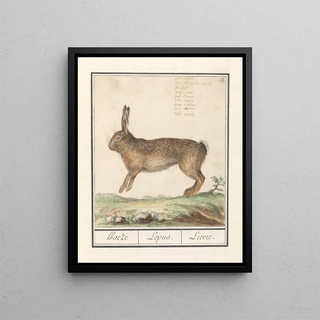 Anselmus Botius de Boodt - Haas Lepus europaeus Haeze Lepus Lievre.webp