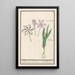 efterårslyng Colchicum autumnale 1 safran 2 hermodactyles lyng - Anselmus Botius de Boodt