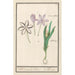 efterårslyng Colchicum autumnale 1 safran 2 hermodactyles lyng - Anselmus Botius de Boodt